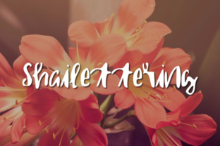 Shailettering Font: A Designer’s Review for Campaigns
